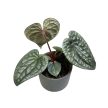 Anthurium luxurians ‘Silver’
