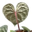 Anthurium luxurians ‘Silver’