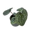 Anthurium luxurians ‘Silver’