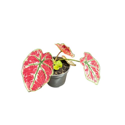 Caladium bicolor 'NoID' (mini)