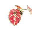 Caladium bicolor 'NoID' (mini)
