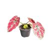 Caladium bicolor 'NoID' (mini)