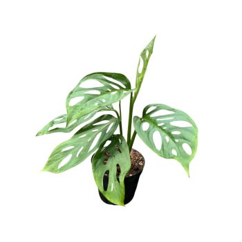 Monstera adansonii ssp. laniata (Inplanted)
