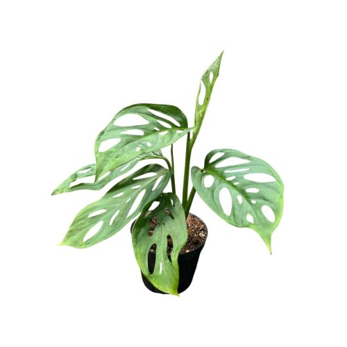 Monstera adansonii ssp. laniata (Inplanted)