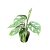 Monstera adansonii ssp. laniata (Inplanted)