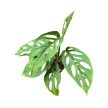 Monstera adansonii ssp. laniata (Inplanted)