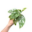 Monstera adansonii ssp. laniata (Inplanted)