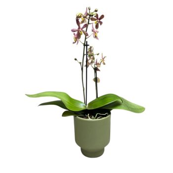   Phalaenopsis Jiaho's Pink Girl X mannii 'Black'