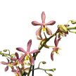 Phalaenopsis Jiaho's Pink Girl X mannii 'Black'