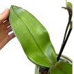 Phalaenopsis Jiaho's Pink Girl X mannii 'Black'