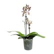 Phalaenopsis Jiaho's Pink Girl X mannii 'Black'
