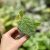Ficus villosa (Grower's Select)