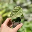 Ficus villosa (Grower's Select)