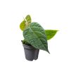 Ficus villosa (Grower's Select)