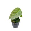 Ficus villosa (Grower's Select)
