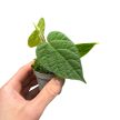 Ficus villosa (Grower's Select)