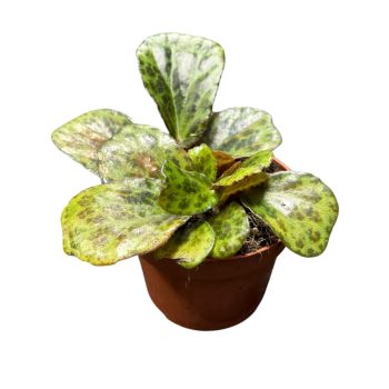 Begonia blanchii
