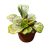 Begonia blanchii