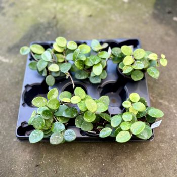 Hoya 'Mathilde' (6 db)