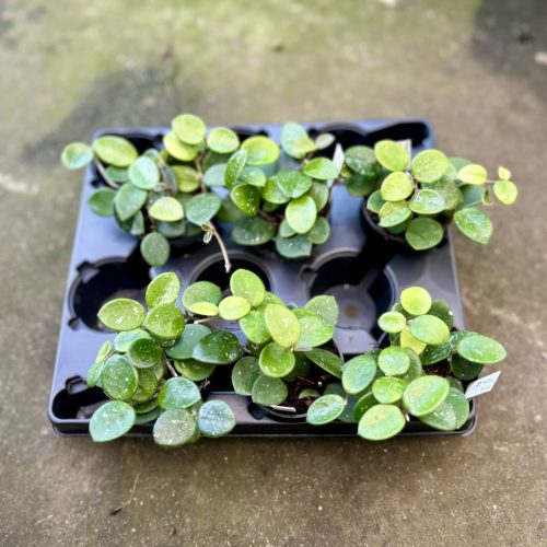 Hoya 'Mathilde' (6 db)