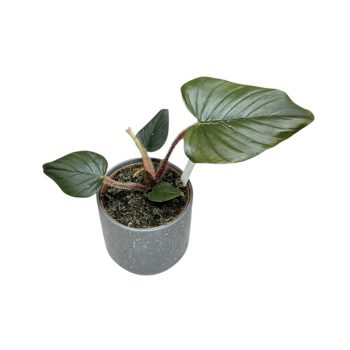 Philodendron squamicaule 'Red'