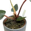 Philodendron squamicaule 'Red'