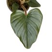 Philodendron squamicaule 'Red'