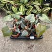 Philodendron squamicaule 'Red'