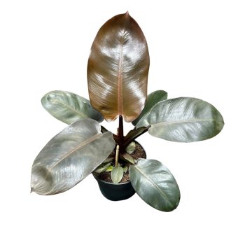 Philodendron 'Black Cardinal'