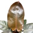 Philodendron 'Black Cardinal'