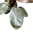 Philodendron 'Black Cardinal'