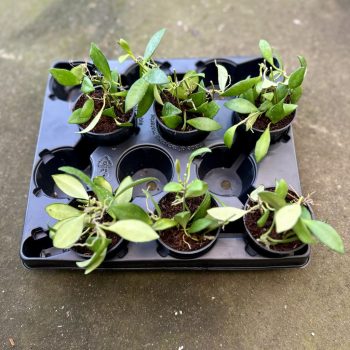 Hoya cv. 'Noona' (6 db)