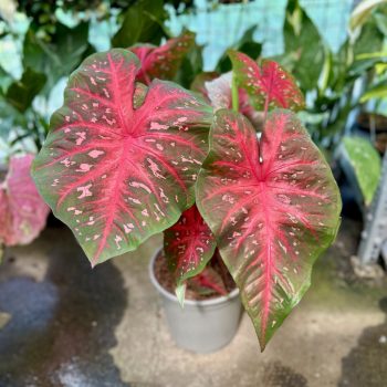 Caladium bicolor 'Red Flash' (XXL)