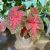 Caladium bicolor 'Red Flash' (XXL)