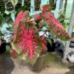Caladium bicolor 'Red Flash' (XXL)