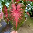 Caladium bicolor 'Red Flash' (XXL)