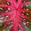 Caladium bicolor 'Red Flash' (XXL)