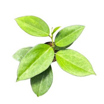 Hoya cv. Patcharawalai 8 cm (Inplanted)