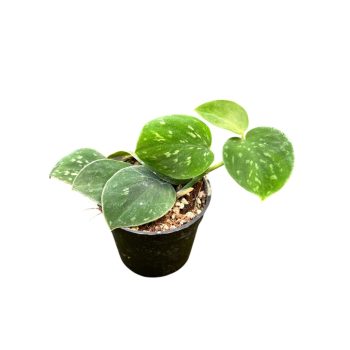 Scindapsus pictus 'Snake Scale' mini (Inplanted)