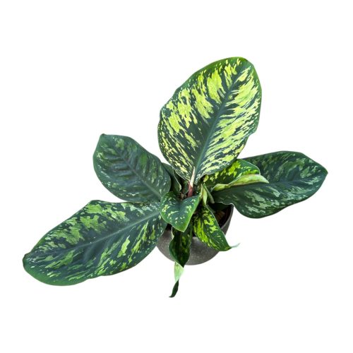 Adelonema wallisii
