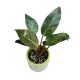Philodendron 'Pink Birkin'