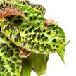 Begonia ferox