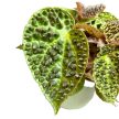 Begonia ferox