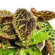 Begonia ferox