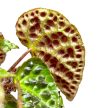 Begonia ferox