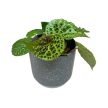 Begonia ferox