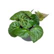 Begonia ferox