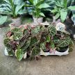 Begonia ferox