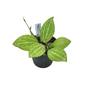 Dischidia ovata 'Watermelon' mini (Inplanted)