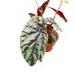 Begonia filiformis Irmsch.